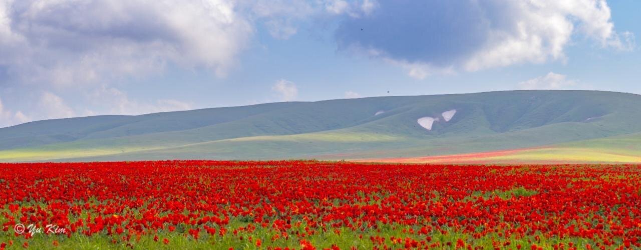В Жамбылской области пройдет международный фестиваль тюльпанов