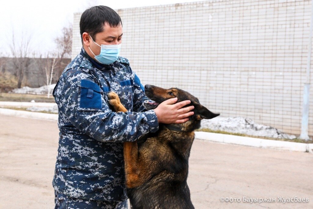 Обсуждался законопроект по бродячим собакам