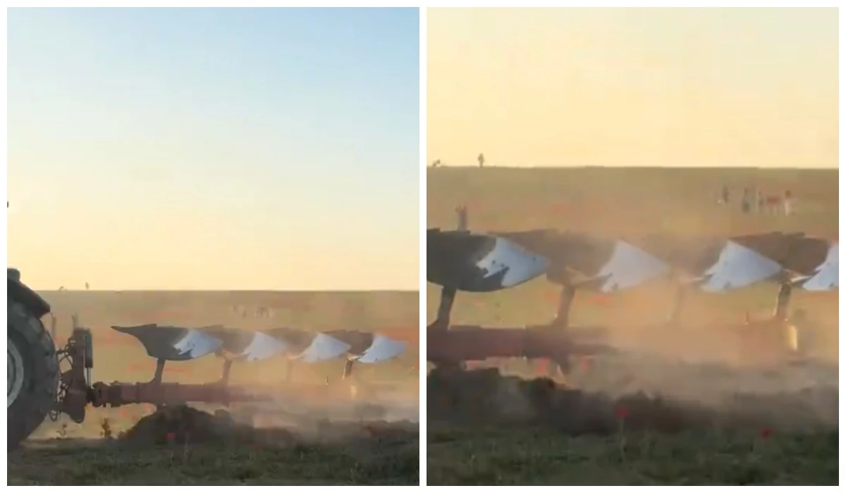 Тюльпаны из Красной книги оказались под трактором